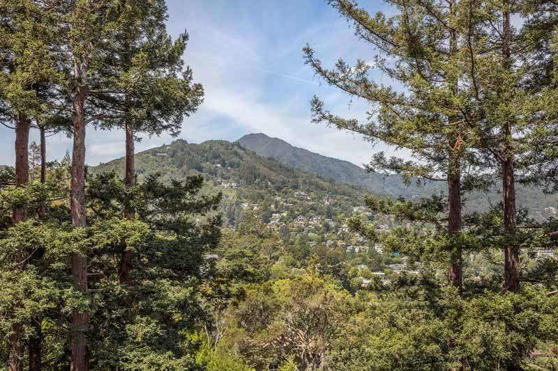 View of Mt Tamalpais and redwood trees from 10 Woodhue Lane