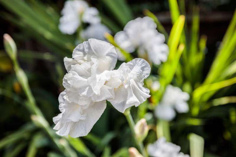 White iris in garden