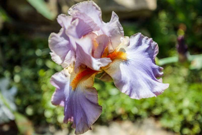 Purple iris in garden