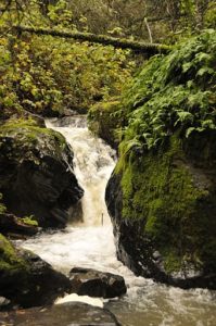 Waterfall in Steep Ravine Marin County
