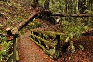 Bridge over stream in Steep Ravine, Mount Tamalpais, CA