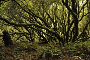 Dramatic wood lamds on Mount Tamalpais, Mill Valley, CA