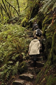 Hiking Stairs, Mount Tamalpais, CA