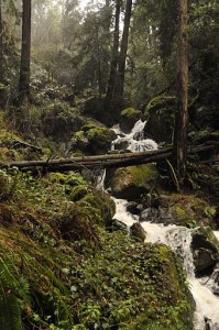 Cascading stream, Mount Tamalpais, CA