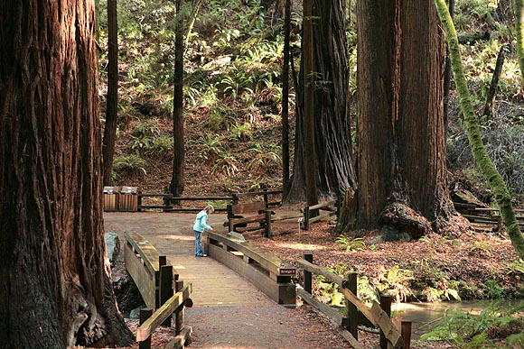 Path in Muir Woods trail with giant redwoods