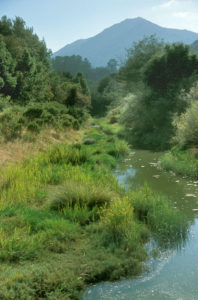 Tidal Larkspur Creek, Tributary to Corte Madera Creek, Marin County