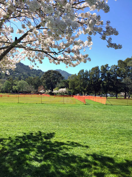 Corte Madera Town Park with Mt. Tam