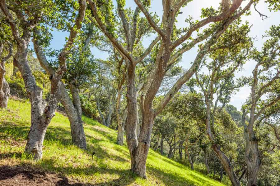 Oak Trees at 10 Pleasant Ave, Corte Madera. These trees are not infected but would profit from treatment.