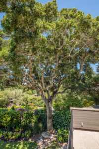 Tree 420 Oakdale Ave Corte Madera, CA