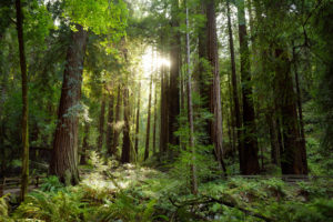 Redwoods in Muir Woods National Monument