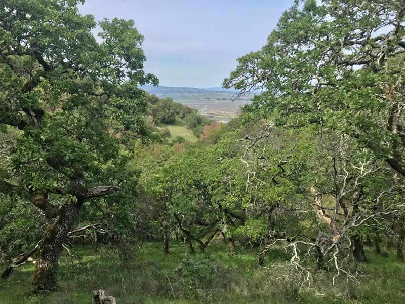 View of bay from Olompali Loop Trail